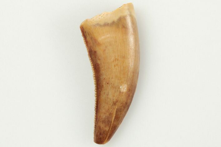 Serrated, .72" Raptor Tooth - Real Dinosaur Tooth